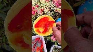 Wow Amazing Catch colorful ornamental fishin tiny pond, #cometfish, #goldfish, #koifish,#gourami