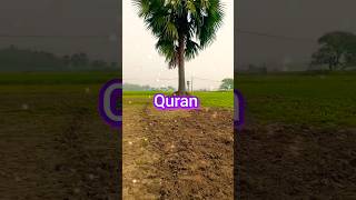 Soulful Quran Recitation | Peaceful Moments #shorts #soulfulrecitation #explore #youtubeshorts #yt