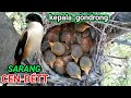 Burung cendet gondrong