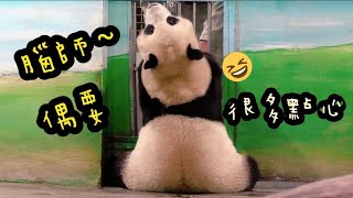 圓寶上課很積極，老師都走掉了也不想下課|熊貓貓熊The Giant Panda Yuan Yuan and Yuan Bao|台北市立動物園