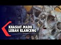 Khasiat Madu Lebah Klanceng