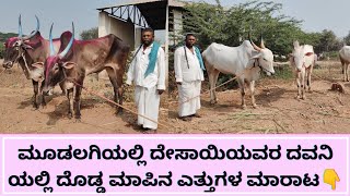 Mudalagi Bulls Market||Mudalagi cattles market||mudalagi cow, buffalo market #cattlesmarket #bulls