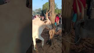 Beautiful Halikar Bulls in hosur#trendingshorts #shorts#jallikattu #hallikarbulls