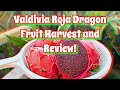 HARVESTING DRAGONFRUIT! Valdivia Roja Dragon Fruit Harvest and TASTE TEST!