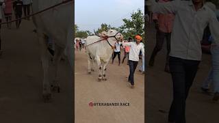 terabandi race||ಕೊಣ್ಣುರ ತೆರಬಂಡಿ ಮೈದಾನ✌️🚩 #terabandirace #karnataka #bull #viral #bailgadasharyat