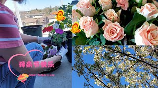 vlog|加拿大移民生活2022 母亲节周末逛花市 室外种植：我的阳台花园 Mother's Day weekend garden center shopping, my balcony garden