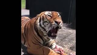 Kaplan Kükremesi !!V8 De Neymiş Bunun Yanında! Tiger Roar