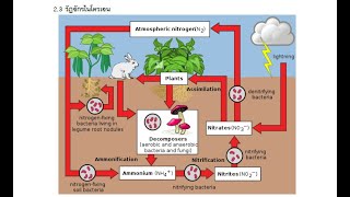 ระบบนิเวศ​ Ecosystem EP. 16 | วัฏจักรไนโตรเจน | วิทยาศาสตร์​ชีวภาพ​ | Anchan__