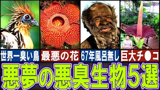 【閲覧注意】 禁断の悪臭生物５選【ゆっくり解説】【動物おもしろ雑学】