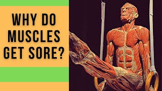 Delayed Onset Muscle Soreness Explained // The Pain of DOMS