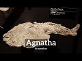 How Does Agnatha Look? | How to Say Agnatha in English? | What is Agnatha?