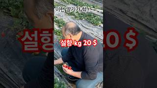 80년대 딸기기술 그래도 대박 설향 품종 kg당 20$ 이상 대한민국 품종의 딸기가 우즈베키스탄 고려인 농부를 부자 농부로 만들고 있다