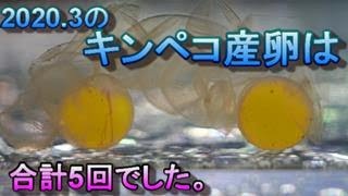 2020年3月単月のキンペコ産卵・孵化状況を報告します。3月だけで5回産卵がありました。