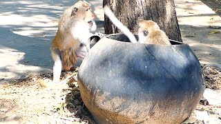 Female Monkey Advocates Tightly With Male Monkey Threatening Her