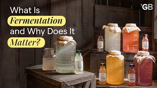 What Is Fermentation? What Is It and Why It Matters?