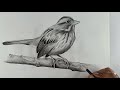 Sparrow Pencil Drawing Video | Birds Drawing | Live Art Chennai