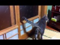 仰天？！自力で障子を開ける猫！！