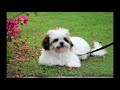 lhasa apso. pros and cons price how to choose facts care history