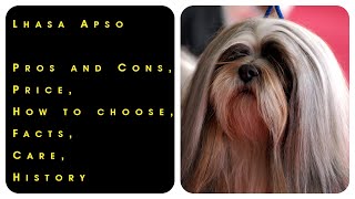 Lhasa Apso. Pros and Cons, Price, How to choose, Facts, Care, History