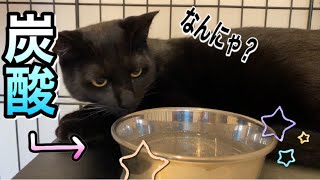 【黒猫】初めて炭酸水をあげてみた！カイくんの反応が予想を遥かに超えていて困惑しました。