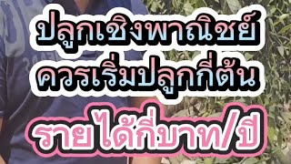 วานิลลา ถ้าปลูกเชิงพาณิชย์ ควรเริ่มปลูกกี่ต้น รายได้กี่บาท/ปี |แชร์ประสบการณ์การปลูกวานิลลา EP.14|