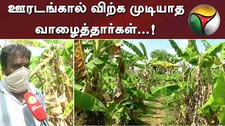 ஊரடங்கால் விற்க முடியாத வாழைத்தார்கள்...! சிவகங்கை விவசாயிகள் வேதனை