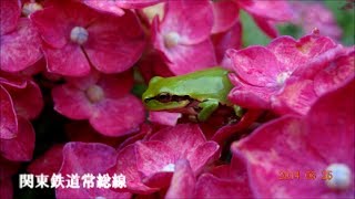 関東鉄道常総線　心の旅路　青がえるの楽園①　2014/06/25