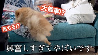 夢の国からお土産をもらうポメラニアン【617日目】