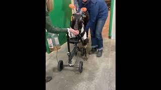 The CVJ November 2024: Video 3 - A knee scooter was introduced to promote walking