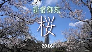 新宿御苑　「桜 2016」