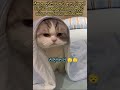 cat වැස්ස දවස් වලට මෙහෙම හිතෙනව ඉතින් 😻😻 comedy funny pets cat shortvideo නිදිමතයි 😴😴