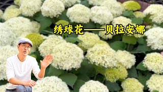 绣球贝拉安娜，为何深受花友喜爱？除了颜色好看还特别耐寒好打理！#gardening #flowers #植物 #绣球花