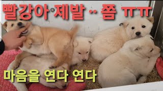 들개강아지 빨강아 쫌 저리 꺼져줄래? ㅋㅋ korean dog jindo