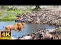 4K African Animals: Lake Nakuru National Park - Scenic Wildlife Film With Calming Music