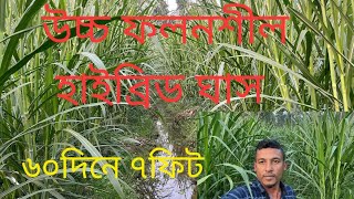 জহির স্যার এর চীন থেকে আমদানি #জারা১_হাইব্রিড_ঘাস ৬০দিনে৬+৭ ফিট