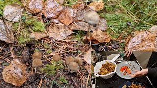 Finding Liberty Caps in the Woods?🥳😯