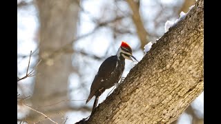 Male Pileated Woodpecker Eating Snow