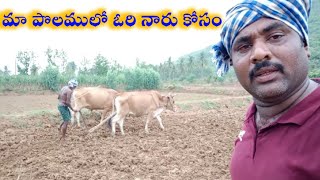 #vlog.!ఎద్దులతో దుక్కి దున్ని మా పొలములో ఓరి నారా పొయ్య బోతే