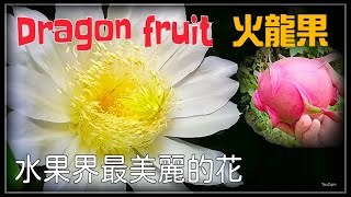 火龍果,Dragon fruit,剪枝,開花,結果,曇花一現,水果界最美麗的花朵