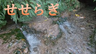 【湧き水】【せせらぎ】大出水の湧水の隣にある湧き水です