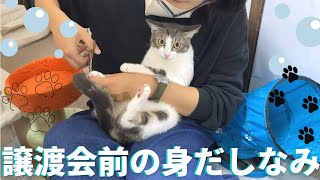 保護ねこ 譲渡会前の身だしなみ さくら＆かい 爪切りチャレンジ！