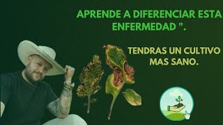 Diferencias entre la mancha bacteriana y la alternaria en  el tomate y otros cultivos.