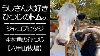 激しめに迫るひつじ【六甲山牧場】#shorts