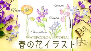 春の花イラスト４種【簡単水彩】ポピー 紫花菜 ハナニラ スイトピーの描き方🌷How to draw spring flowers