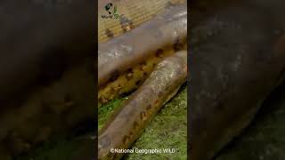 Green Anaconda Not The Biggest Snake In The World? #WorldLensTV
