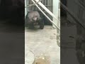 緑夏∴⑫チンパンジー・ギンくん・沖縄こどもの国・・・chimpanzee ・okinawa zoo u0026 museum 20230621