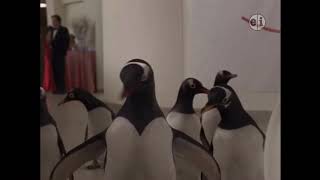 Mr. Popper’s Penguins - Are Those Penguins/Surfing the Guggenheim - Film Clip (PBS Version)