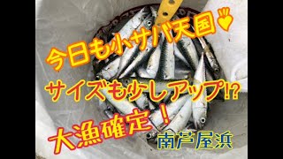 小サバ大漁！ボウズ無し！？　fishingmax芦屋