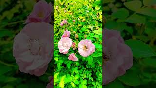 baby pink rose flower shorts ||whatsapp status video #shorts #viral #flowers #rose
