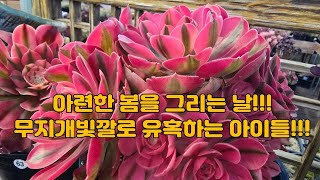 2월10일 ㅡ정원다육ㅡ 햇살이 참좋은 오후!!!달달익어만가는 아이들!!!꽃보다 아름다운 아이들~정원댁010.7370.2040